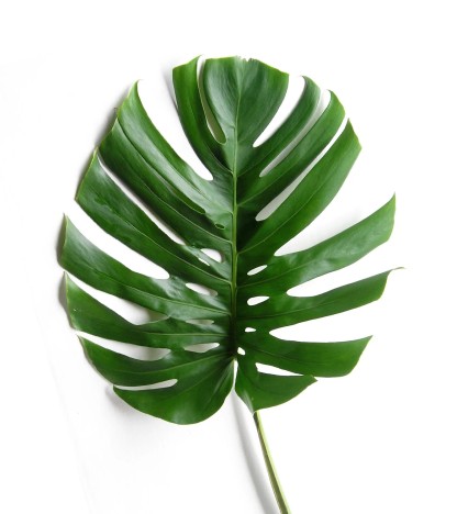 Monstera Deliciosa - 5 Adet