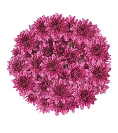 Pink Pompom Cushion - 5 Dal