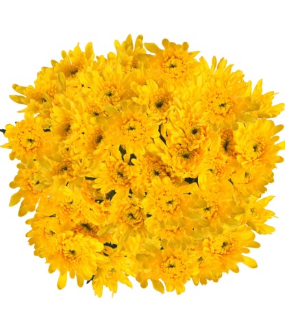 Yellow Pompom Cushion - 5 Dal