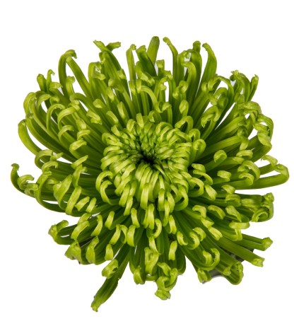 Green Anastasia Spider Mums - 5 Dal