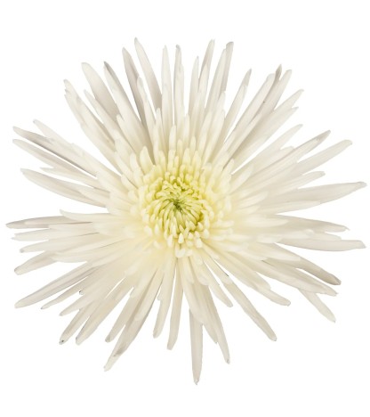 White Anastasia Spider Mums - 5 Dal