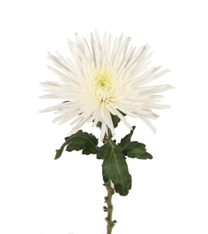 White Anastasia Spider Mums - 5 Dal