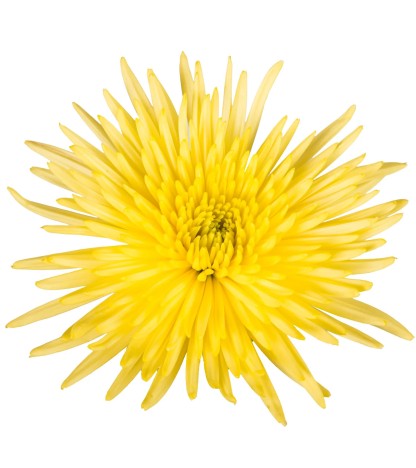 Yellow Anastasia Spider Mums - 5 Dal