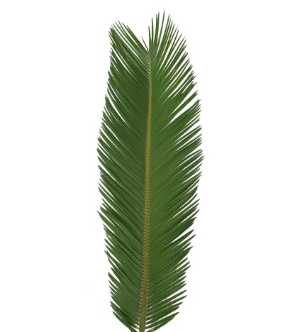 King Sago Palm - 5 Adet