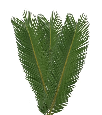 King Sago Palm - 5 Adet