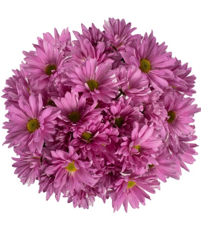 Pink Pompom Daisies - 5 Dal