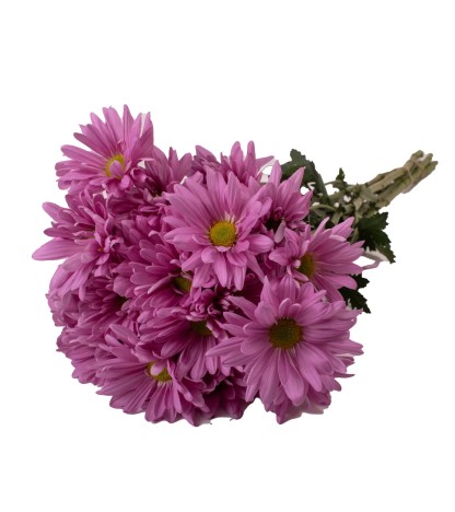 Pink Pompom Daisies - 5 Dal