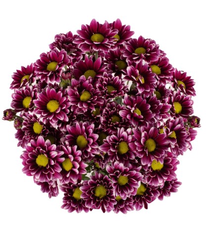 Purple Pompom Daisies - 5 Dal