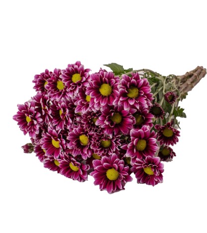 Purple Pompom Daisies - 5 Dal