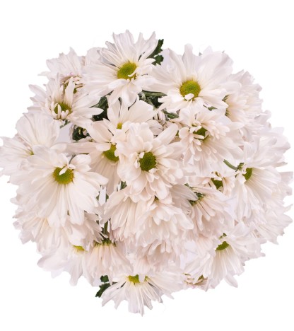 White Pompom Daisies - 5 Dal