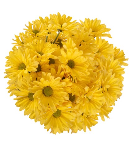 Yellow Pompom Daisies - 5 Dal