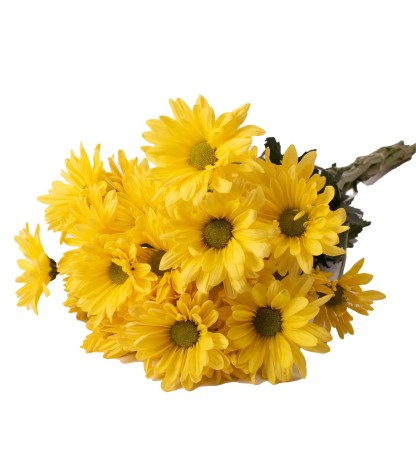 Yellow Pompom Daisies - 5 Dal