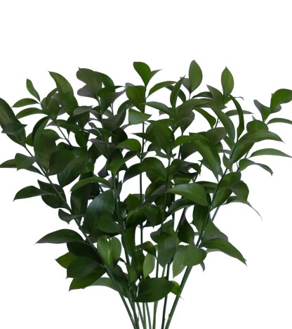 Ruscus - 20 Dal