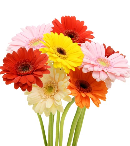 Mix Gerbera - 20 Adet