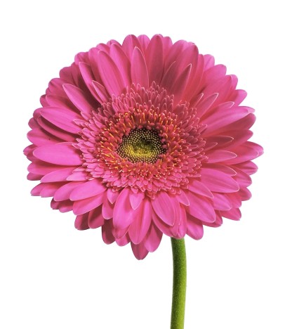 Koyu Pembe Gerbera - 20 Adet