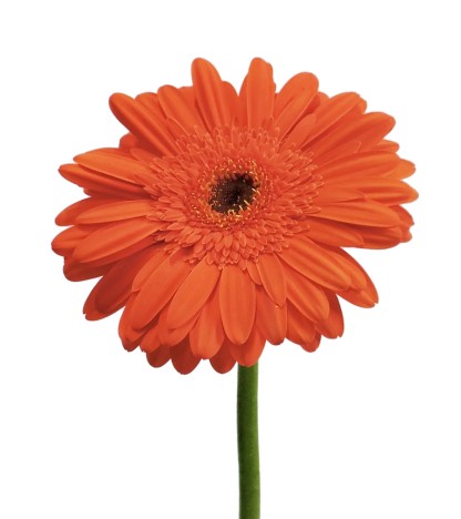 Turuncu Gerbera - 20 Adet