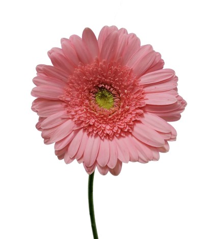 Pembe Gerbera - 20 Adet