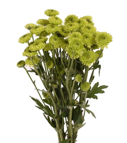 Green Button Pompom Mums - 5 Dal