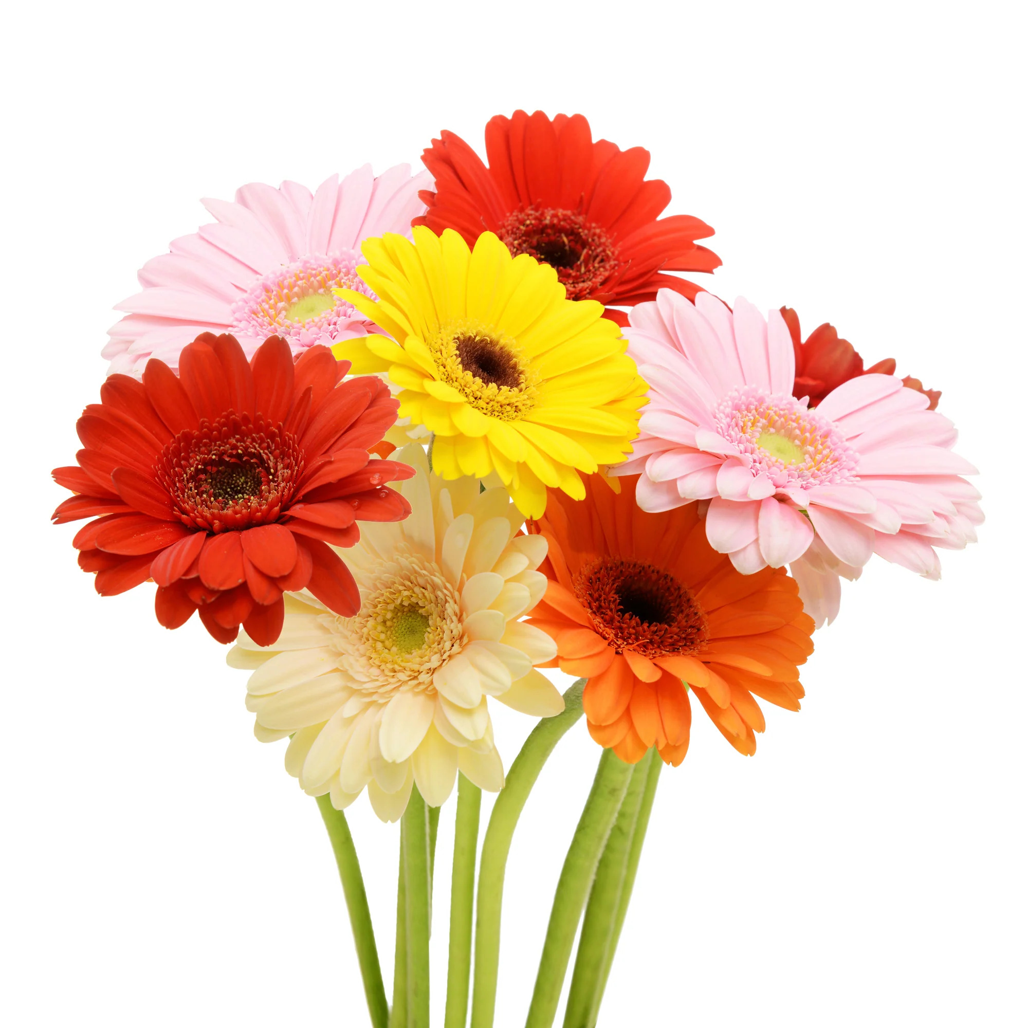 Mix Gerbera - 20 Adet