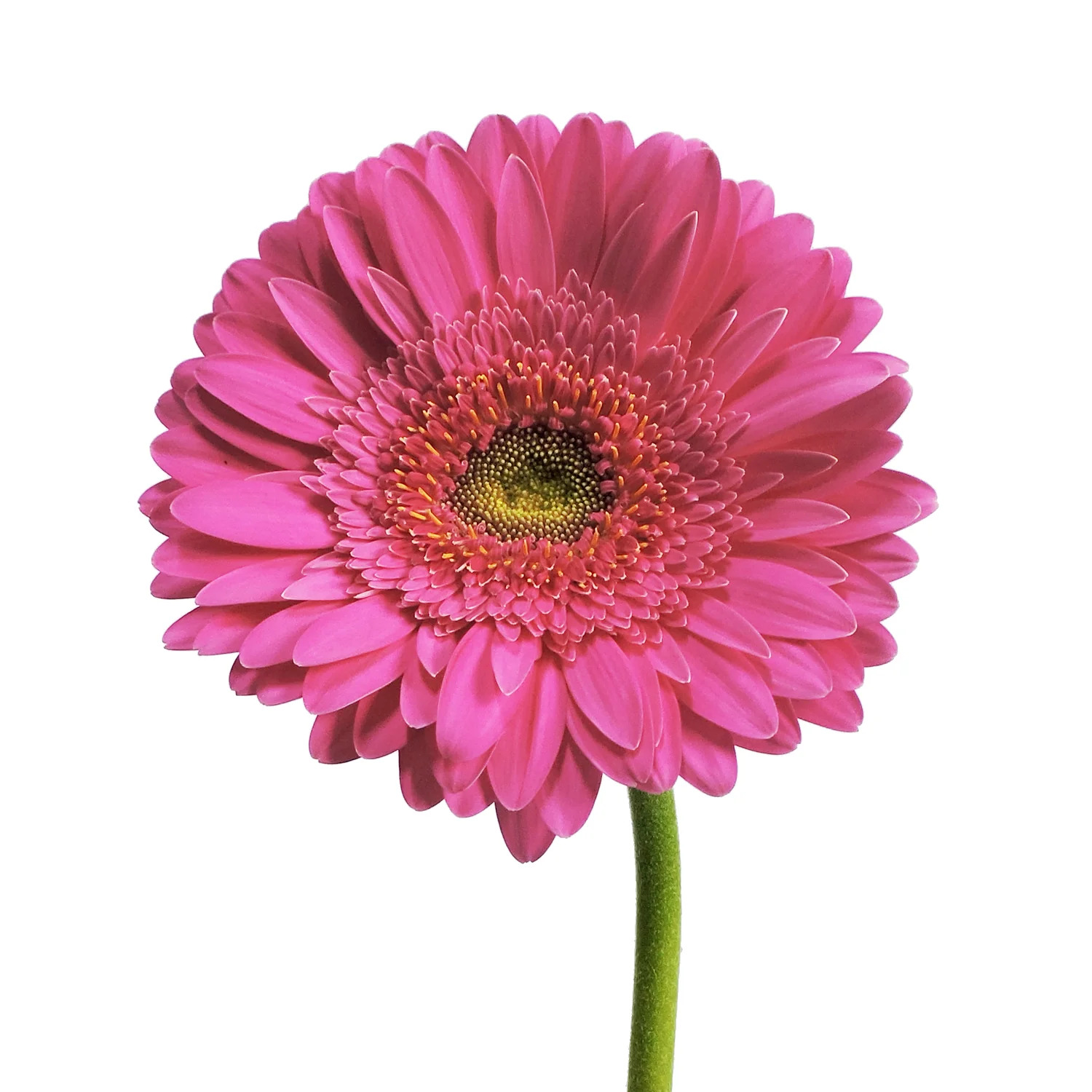 Koyu Pembe Gerbera - 20 Adet