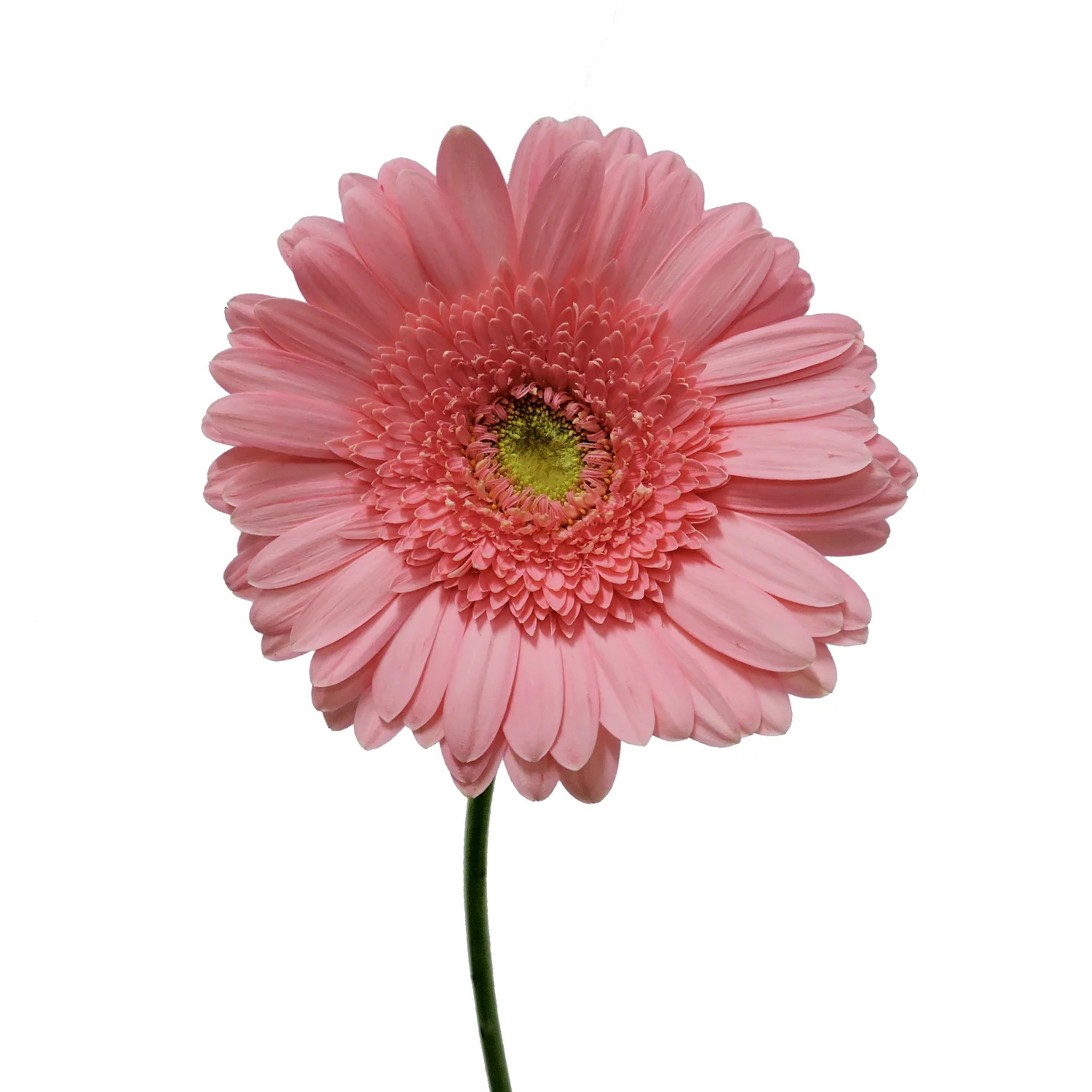 Pembe Gerbera - 20 Adet