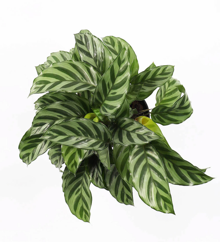 Calathea Freddie