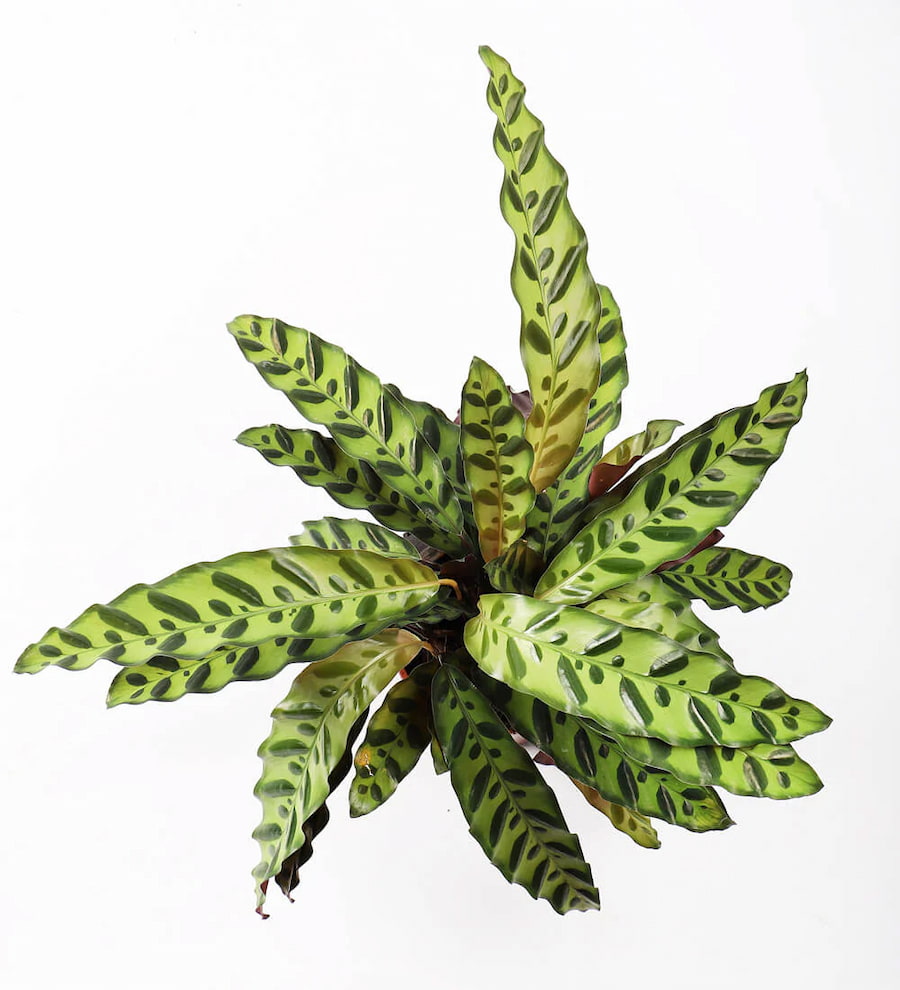 Calathea Lancifolia (Rattlesnake Bitkisi)