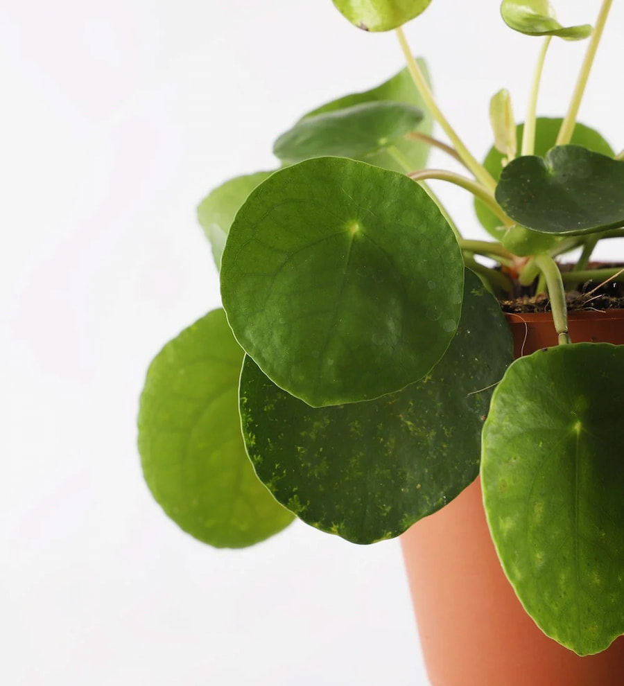 Pilea Peperomioides (Çin Para Bitkisi)