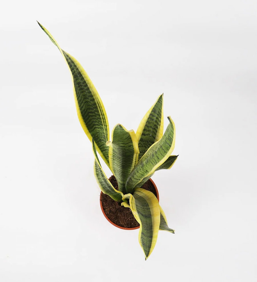 Sansevieria Trifasciata - Paşa Kılıcı