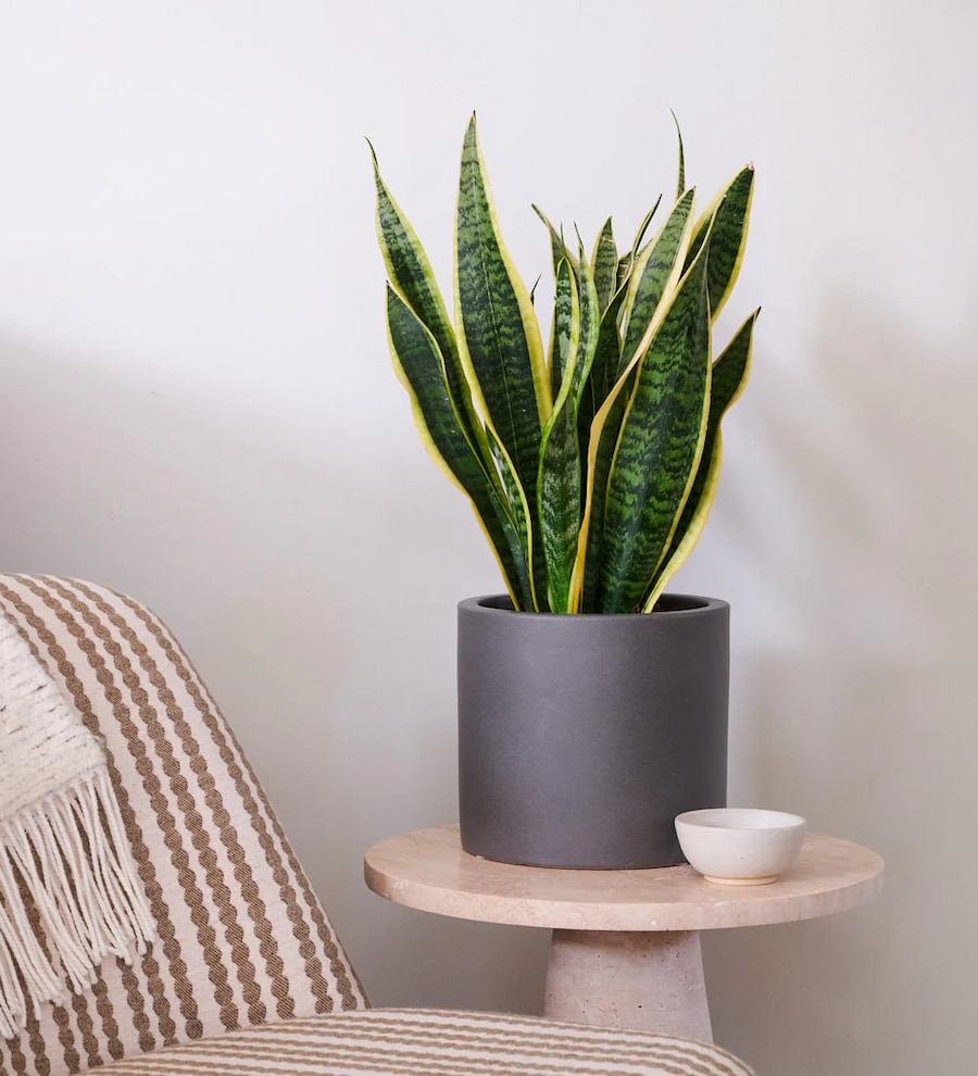 Sansevieria Trifasciata - Paşa Kılıcı