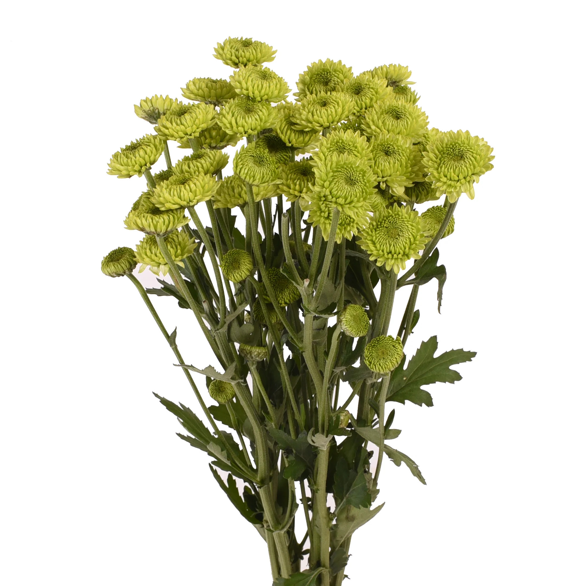 Green Button Pompom Mums - 5 Dal