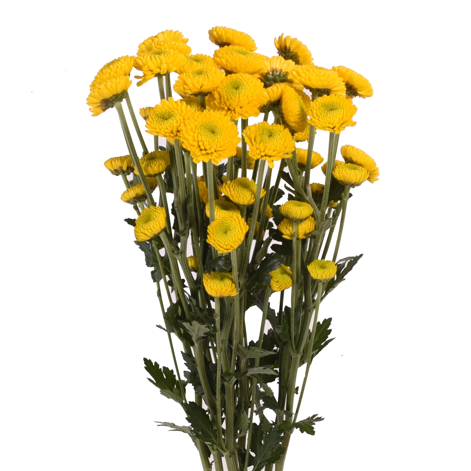 Yellow Button Pompom Mums - 5 Dal