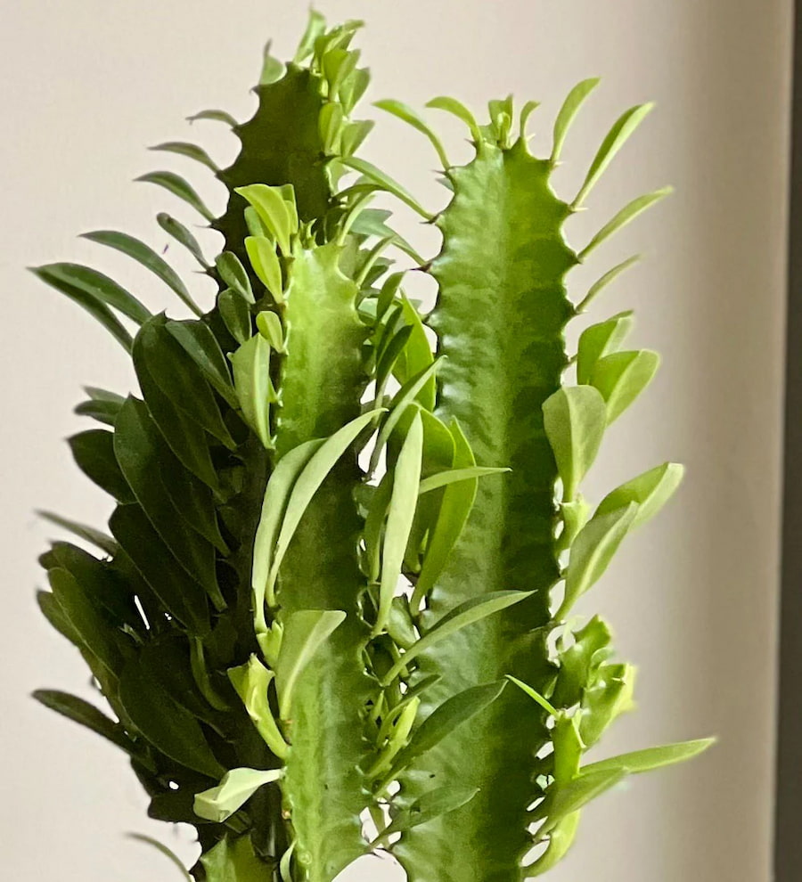 Euphorbia Trigona - (Afrika Süt Ağacı)