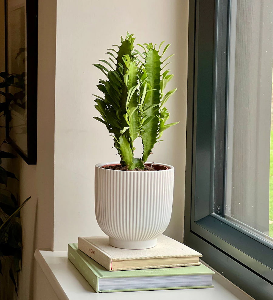 Euphorbia Trigona - (Afrika Süt Ağacı)