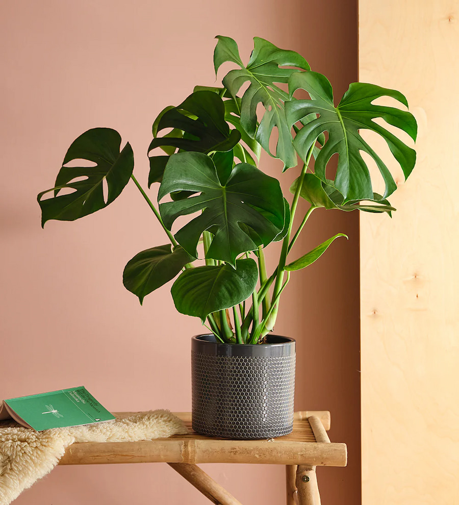 Monstera Deliciosa